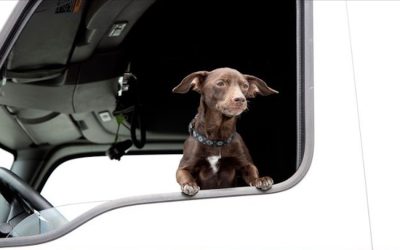 Benefits of Traveling Over the Road with Your Pet
